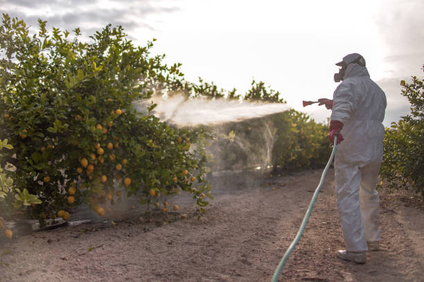Best Wasp Removal Services  in Big Timber, MT