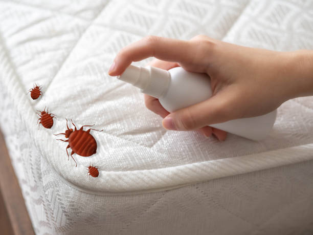 Best Affordable Pest Control Services  in Big Timber, MT